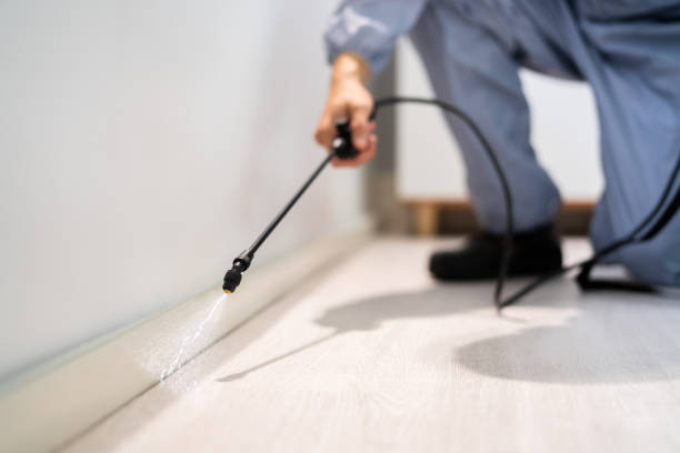 Licensed Termite Control service in Baltic, CT - Nex Pest Control