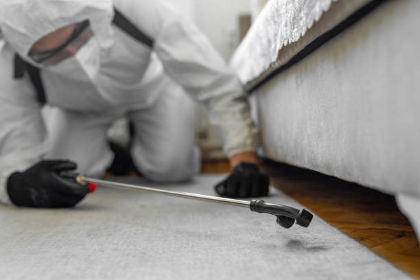 Professional Termite Control technician working in Baltic, CT